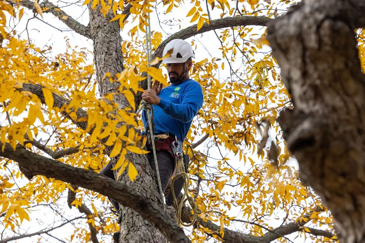 Skilled Tree Trimming crew working in Coolidge