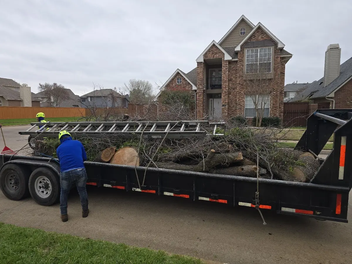 Expert Tree Removal with proper safety equipment in Coolidge